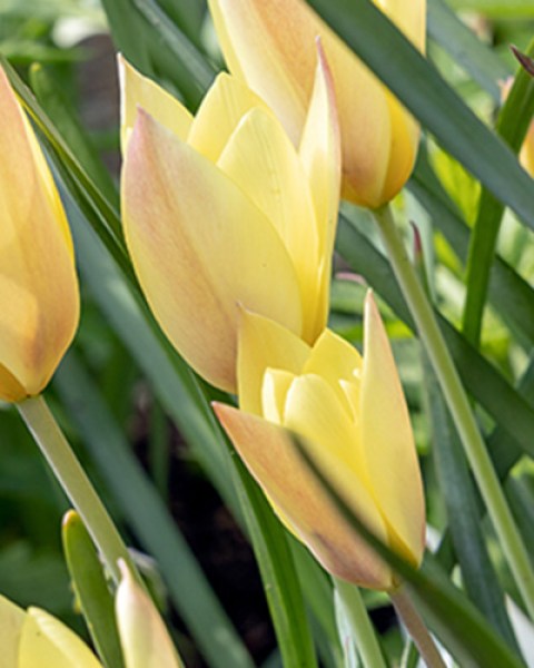 Botanical Tulip Honky Tonk6